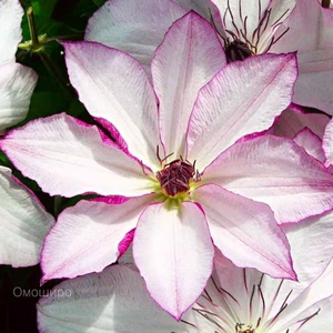 Клематис крупноцветковый Омоширо